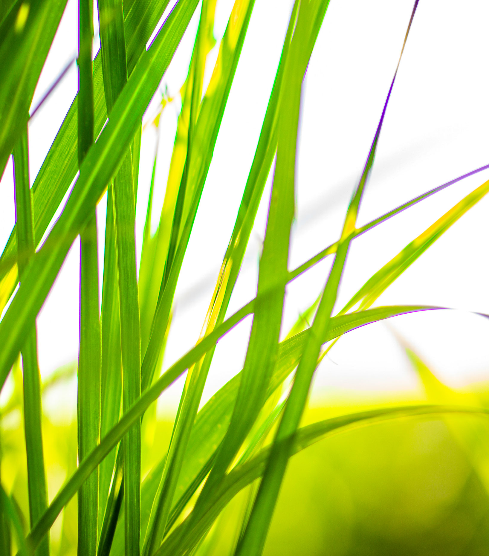 Biomass Research